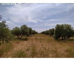 Se vende finca rustica destinada a olivo, la finca cuenta con 31.413 m2 En el paraje Las Peñuelas.