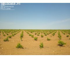 Se venden 8 hectareas de viña de regadio en Socuellamos