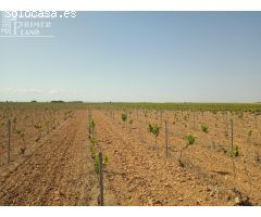 Se venden 8 hectareas de viña de regadio en Socuellamos