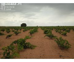 Se venden 1,5 hectareas de viña de secano junto a la carretera de La Solana Argamasilla de Alba
