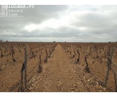 Se venden 16 hectareas de viña en la zona de cantivano y Minguillo