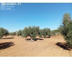Venta de Finca Rústica de Olivos en Argamasilla de Alba – Excelente Inversión Agrícola