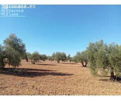 Venta de Finca Rústica de Olivos en Argamasilla de Alba – Excelente Inversión Agrícola