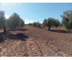 Venta de Finca Rústica de Olivos en Argamasilla de Alba – Excelente Inversión Agrícola