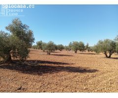 Venta de Finca Rústica de Olivos en Argamasilla de Alba – Excelente Inversión Agrícola
