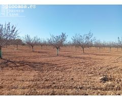 ¡FINCA RÚSTICA EN VENTA EN ARGAMASILLA DE ALBA – PARAGE EL RISCO!