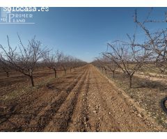¡Gran oportunidad! Parcela de regadío en venta en Tomelloso – Ctra. Pedro Muñoz