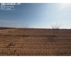 ¡Gran oportunidad! Parcela de regadío en venta en Tomelloso – Ctra. Pedro Muñoz