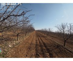 ¡Gran oportunidad! Parcela de regadío en venta en Tomelloso – Ctra. Pedro Muñoz