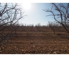 ¡Gran oportunidad! Parcela de regadío en venta en Tomelloso – Ctra. Pedro Muñoz
