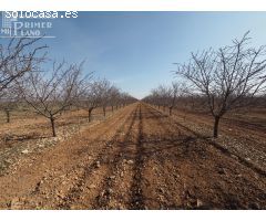 ¡Gran oportunidad! Parcela de regadío en venta en Tomelloso – Ctra. Pedro Muñoz