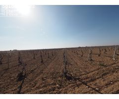 ¡Gran oportunidad! Parcela de regadío en venta en Tomelloso – Ctra. Pedro Muñoz