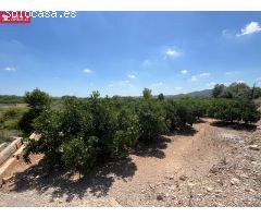 VENTA CAMPO NAVEL FOIOS VILLAMARCHANTE