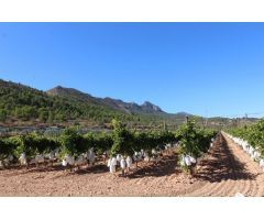 PARCELA EN LA ROMANA (ALICANTE)