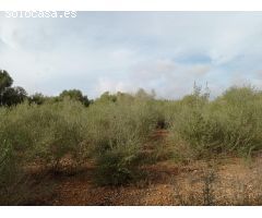 Parcela en Venta en La Ribera de la Algaida, Islas Baleares