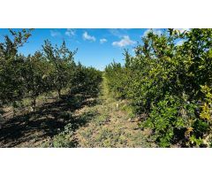 Casa de Campo en Daimes con Plantación de Granadas - 25.000 m² de Terreno