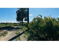 Casa de Campo en Daimes con Plantación de Granadas - 25.000 m² de Terreno