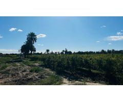 Casa de Campo en Daimes con Plantación de Granadas - 25.000 m² de Terreno