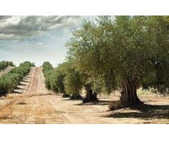 Terreno Rústico en Venta en Rosselló, Castellón