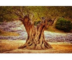 Terreno Rústico en Venta en Rosselló, Castellón