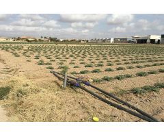 Terreno Rústico en Venta en Torre - Pacheco, Murcia