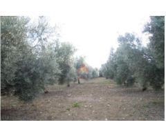 FINCA RÚSTICA