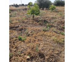 Parcela rustica  en Guaro sembrada de aguacates
