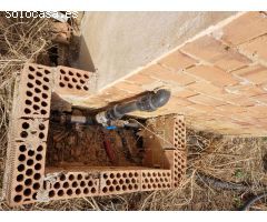 Parcela rustica  en Guaro sembrada de aguacates