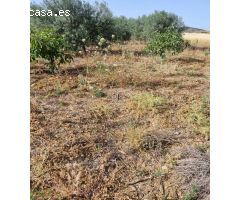 Parcela rustica  en Guaro sembrada de aguacates
