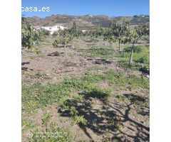 Parcela rustica  en Guaro sembrada de aguacates
