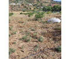 Parcela rustica  en Guaro sembrada de aguacates