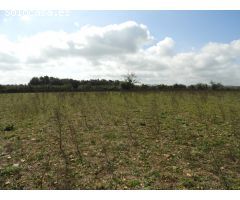 Terreno edificable con proyecto en Manacor