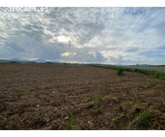 Finca rústica edificable en Manacor