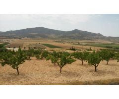  en Venta en Elche pedanias, Alicante