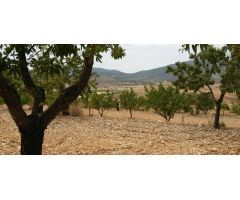  en Venta en Elche pedanias, Alicante