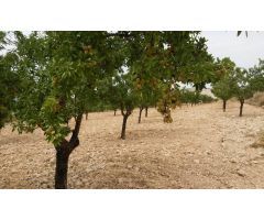  en Venta en Elche pedanias, Alicante