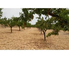  en Venta en Elche pedanias, Alicante
