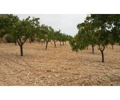  en Venta en Elche pedanias, Alicante