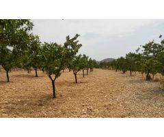  en Venta en Elche pedanias, Alicante