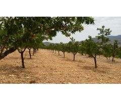  en Venta en Elche pedanias, Alicante