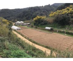 Terreno agrícola y forestal  con construcciones agrícolas y invernadero