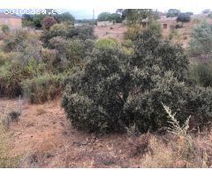 PARCELA RÚSTICA EN LA CIGARRA ALTA (ALMODOVAR DEL RIO)