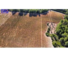 FINCA DE VIÑEDOS EN COFRENTES