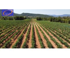 FINCA DE VIÑEDOS EN COFRENTES