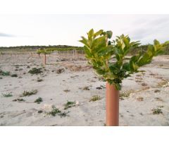 23 Tahúllas, de Cítricos, limón Verna con Pie Macrofila. Situado detrás del Polígono de Semolilla,