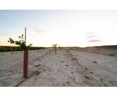 23 Tahúllas, de Cítricos, limón Verna con Pie Macrofila. Situado detrás del Polígono de Semolilla,