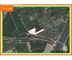 Venta de Parcela en producción de 150 limoneros Ecológicos.