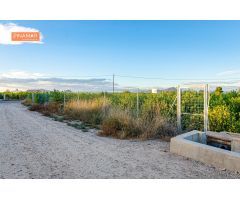 Venta de Parcela en producción de 150 limoneros Ecológicos.