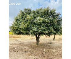 Terreno Rústico en Venta en San Martín de Valdeiglesias, Madrid