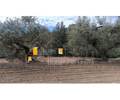 TERRENO URBANO EN PARTIDA SERRES DE CASTELLVELL DEL CAMP